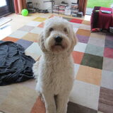 Foto van Dewi & de doodles