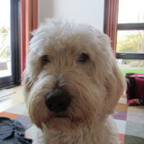 Foto van Dewi & de doodles
