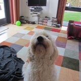 Foto van Dewi & de doodles