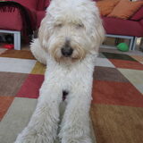 Foto van Dewi & de doodles
