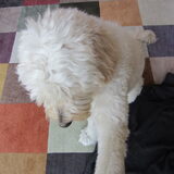 Foto van Dewi & de doodles