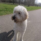 Foto van Dewi & de doodles