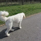 Foto van Dewi & de doodles