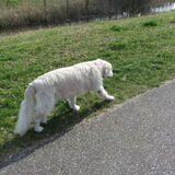 Foto van Dewi & de doodles