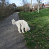 Foto van Dewi & de doodles