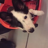 Foto van Amigo en K.C.