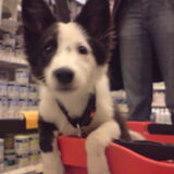Foto van Amigo en K.C.