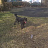 ze is een liefe hond