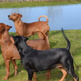 Foto van Duitse Pinscher