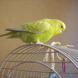 nibbit op de kooi