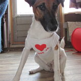 een hondje om van te houden
