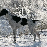 Donna op jacht in de sneeuw.