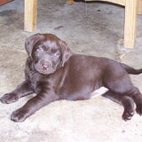 Onze Djoeke als puppy