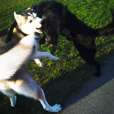 Foto van Huskylove