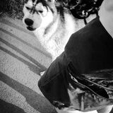 Foto van Huskylove