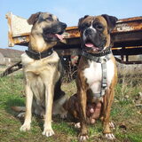Bono&Bruno Duitse Herder x labrador kruising & Boxer