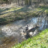 Buddy: Heerlijk spetteren, ik doe mee!! Baas: Buuuuuuddy…