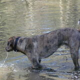 Junto: tjee, waar is Buddy nou gebleven, ze ging er hier toch ergens…