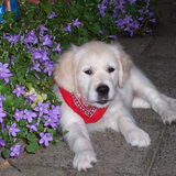 Boyd als puppy