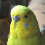 close-up nibbit