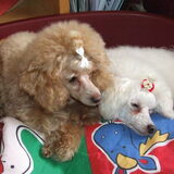 samen