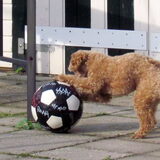 voetballer