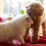 remy en Lady