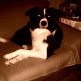 Cooper
