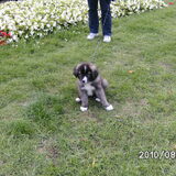 na de dood van mike enkele maanden later een puppy gekoch uit slovakia…