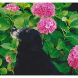 Dit is daphne onze lieverd, die ons op 19 jarige leeftijd heeft…
