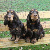 Mama Noor(kordens) en papa Chester(van de dollarshove) ouders Cosmo