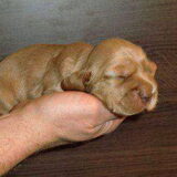Baby Pup Cos