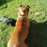 samen met ziva