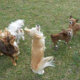 Foto van chihuahua's