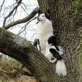 Foto van Amigo en K.C.