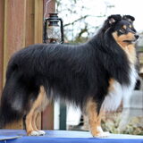 Bailey 1 jaar