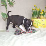 Roco's Cheyenne "Gipsy" 4 weken oud