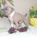Roco's Magic "Djino" 4 weken oud