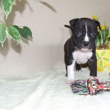 Roco's BumbleBee 4 weken oud. Deze reu houden wij zelf.