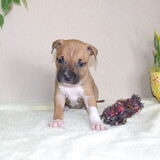 Roco's Eve "Eva" 4 weken oud