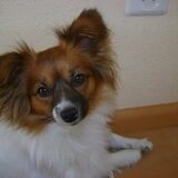 Dit is Lucy (een vlinderhondje)