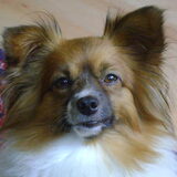 Dit is Lucy's bedelblik als je watermeloen eet :D