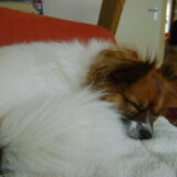 Hier slaapt Lucy