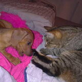 Samen met Bello slapen kan ik ook al!!