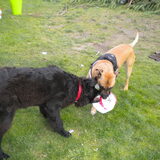 Foto van Daphny & Dust