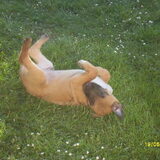 Pupy dusty