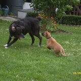 Max (R.I.P.) en Dust als pupy