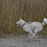 in volle vaart