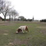 Foto van liesbeth,Turbo,Luna, Levi en Faith