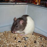 Foto van Muis,Vera, Papadopoulos, Odette, Annabelle en Ciska (Terra+, Dinky+, Saltarin+, Sam+, Zara+, Paco+)